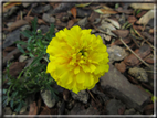 foto Fiori